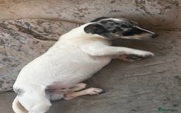 Jack Russell dogs for sale: Jack russel adult male for sale  - Image 3
