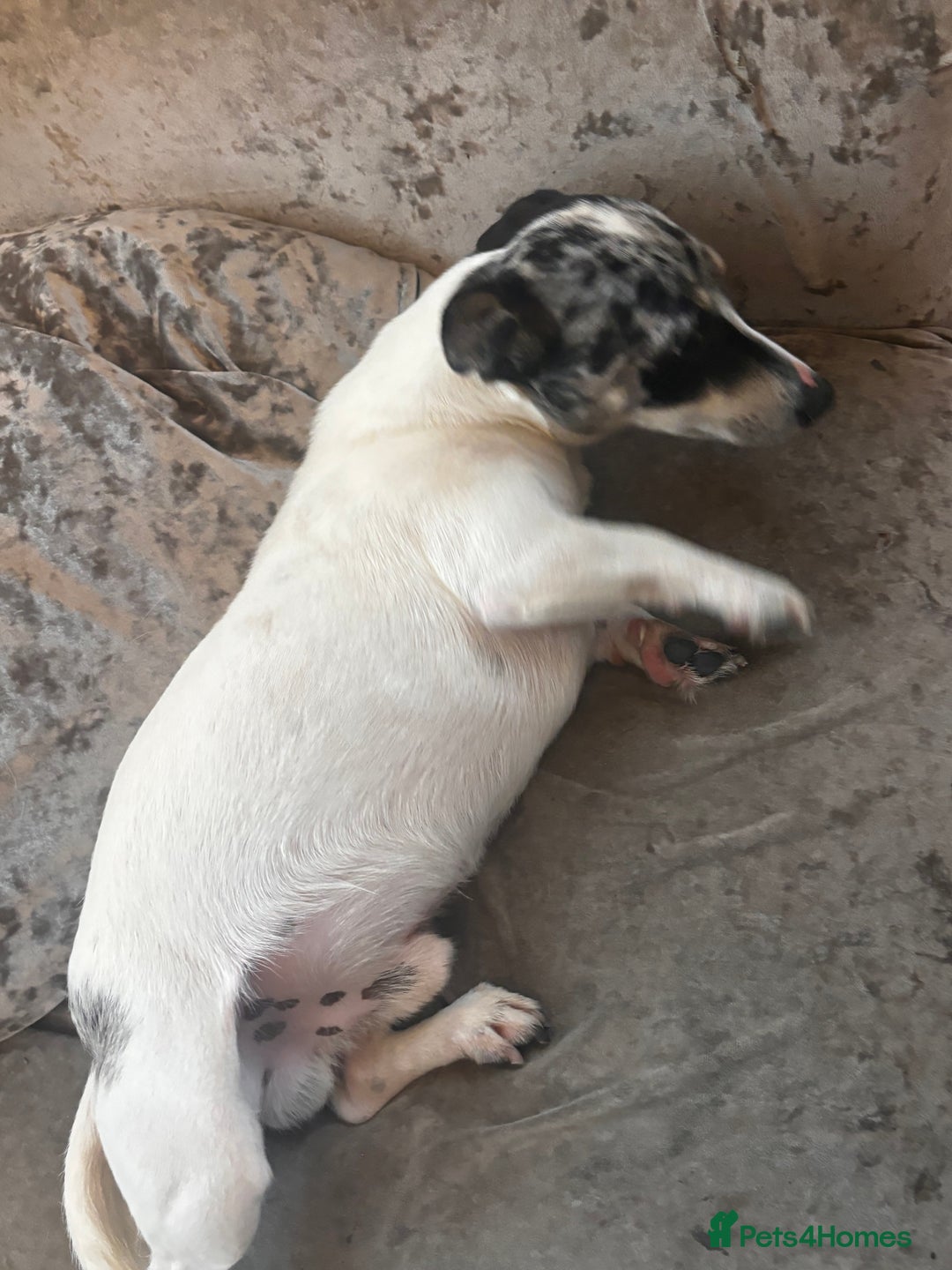 Jack Russell dogs for sale: Jack russel adult male for sale  - Image 3