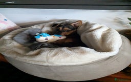 Patterjack dogs for sale: Rosie  - Advert 5