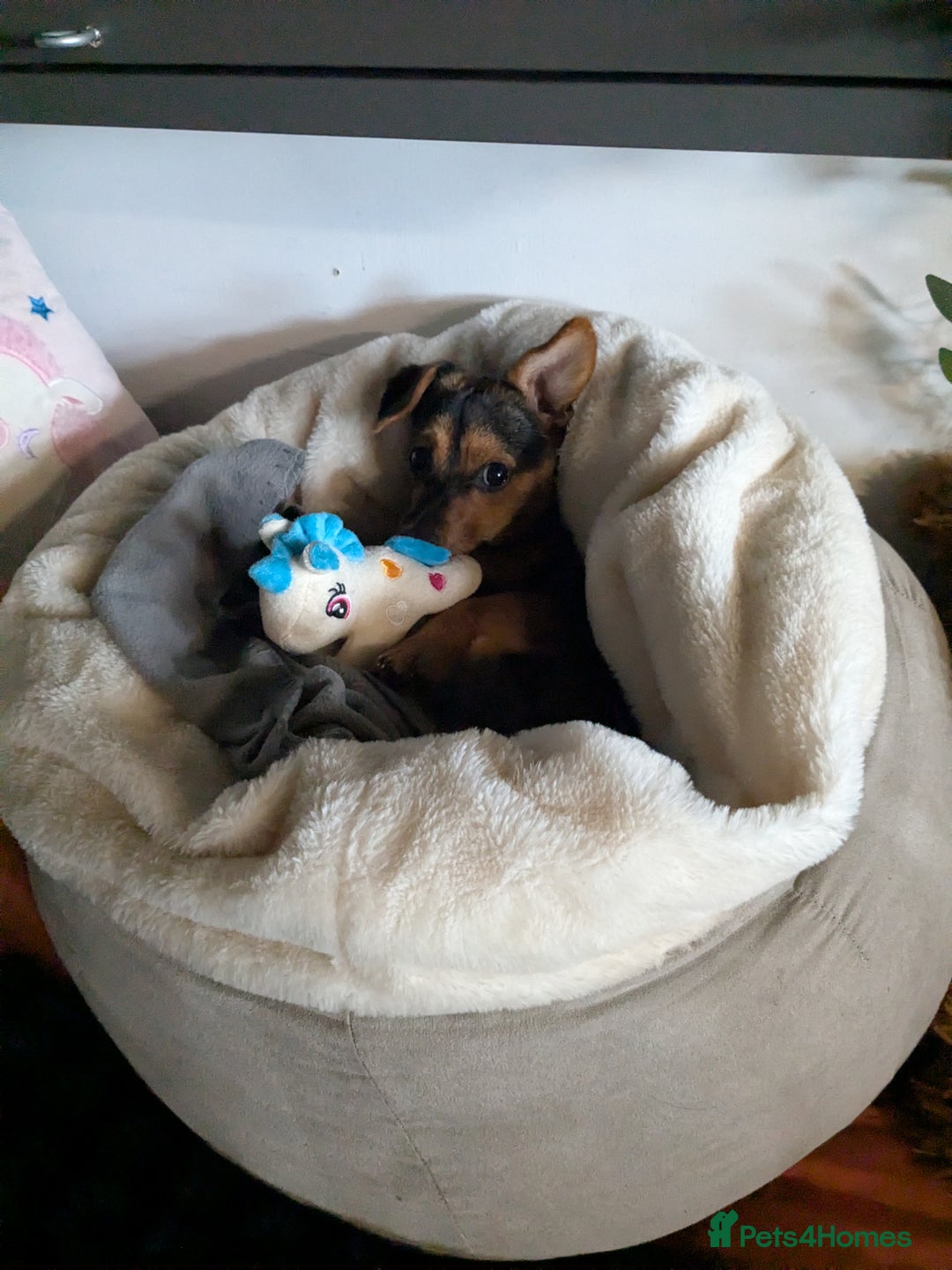 Patterjack dogs for sale: Rosie  - Advert 5