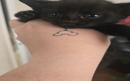 British Shorthair cats for sale: 3 adorable black kitten mixed with bengal - Image 4