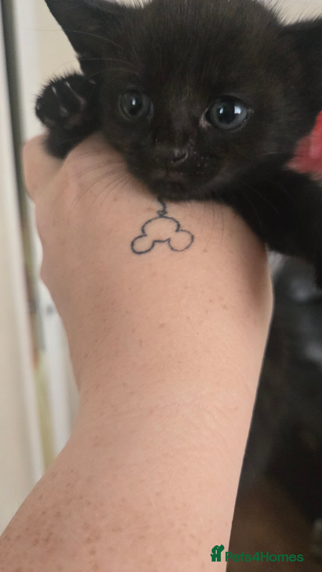 British Shorthair cats for sale: 3 adorable black kitten mixed with bengal - Image 4
