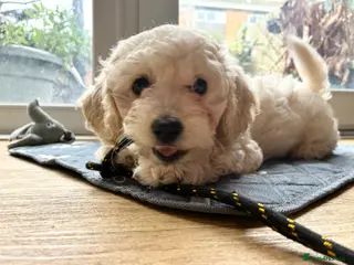 Cavachon dogs Beautiful female Cavapoochon pup - Advert 6