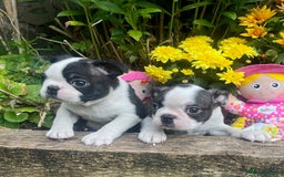Boston Terrier dogs for sale: BOSTON TERRIER PUPS in Moffat - Image 3