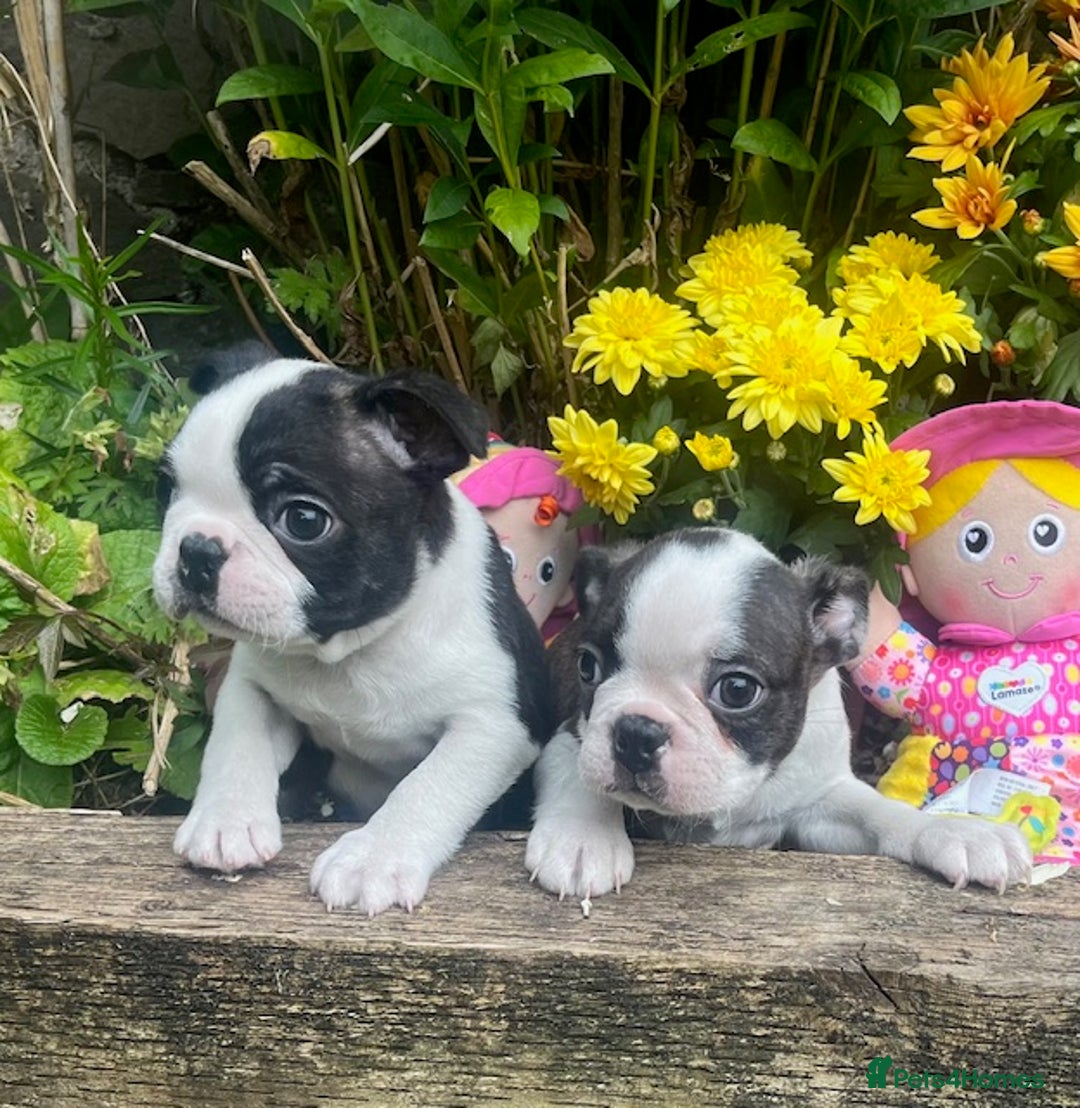 Boston Terrier dogs for sale: BOSTON TERRIER PUPS in Moffat - Image 3