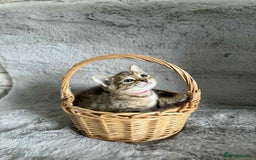 Bengal cats for sale: Stunning bengal kittens for sale to loving home - Image 22