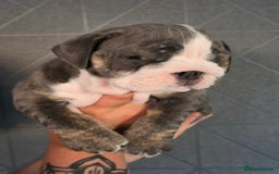 English Bulldog dogs for sale: 3 English bulldog boys  - Image 3