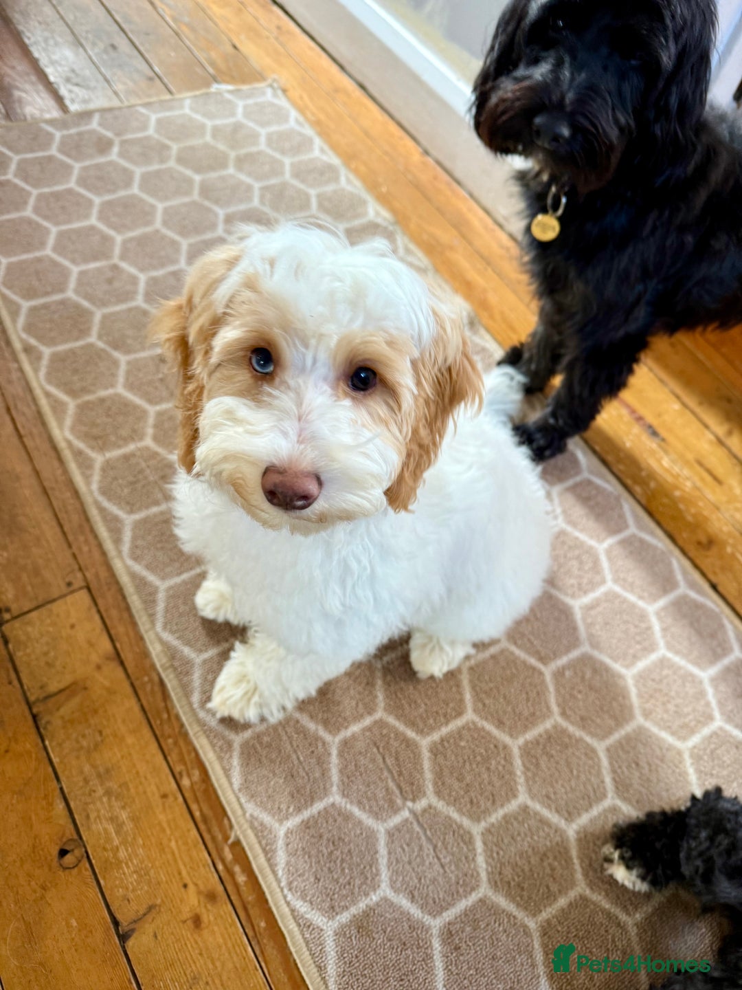 Cockapoo dogs for sale: Re-homing 8month old Luna- Female Cockapoo - Advert 4