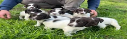English Springer Spaniel dogs for sale: Traditional English Springer Spaniels  - Advert 11