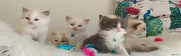 Ragdoll cats for sale: ALL RESERVED 😻😻BEAUTIFUL CROSS RAGDOLL/PERSIAN - Advert 22
