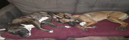 American Bulldog dogs for sale: American bulldog female - Advert 2