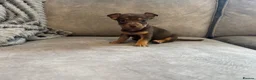 Jack Russell dogs for sale: Miniature Jack Russell  - Advert 4