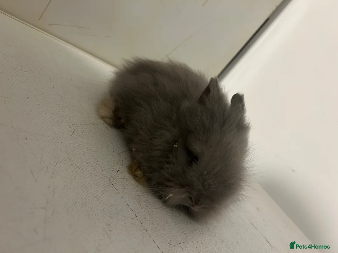 Lionhead rabbits for sale: 4 lion head rabbits 10 weeks old - Advert 2
