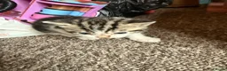 Mixed Breed cats for sale: Adorable mixed Kittens  - Advert 6