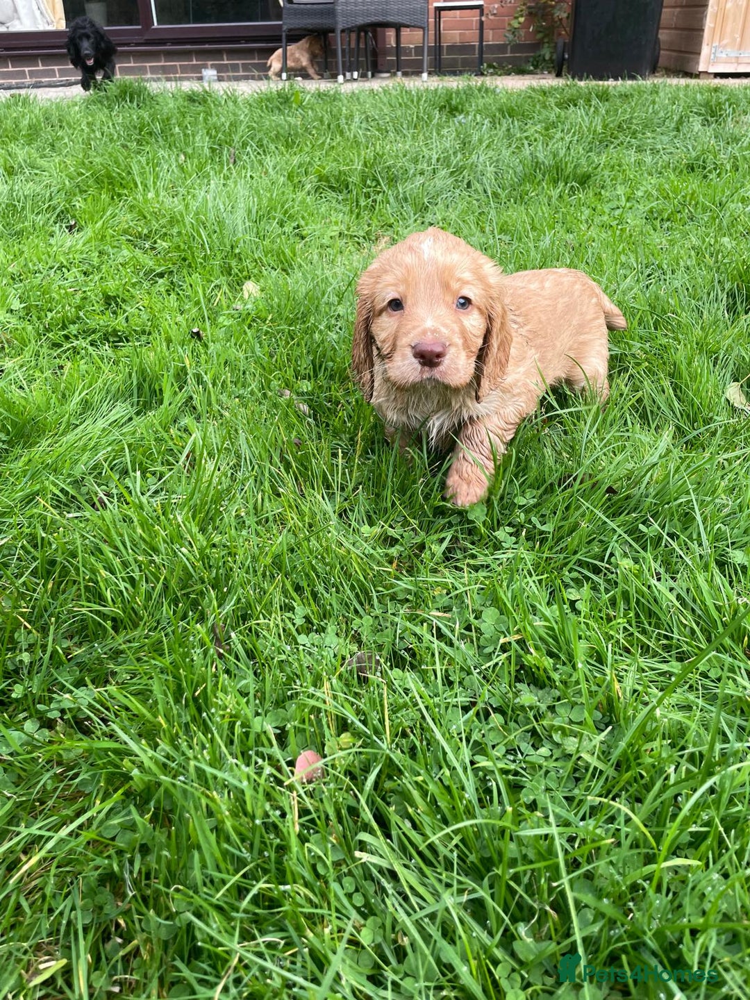 Cocker Spaniel dogs for sale: KC registered cocker spaniel pups for sale  - Image 18