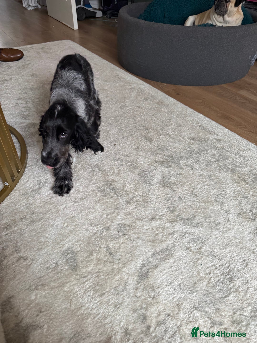 Cocker Spaniel dogs for sale: Blue roan show cocker spaniel  - Image 25