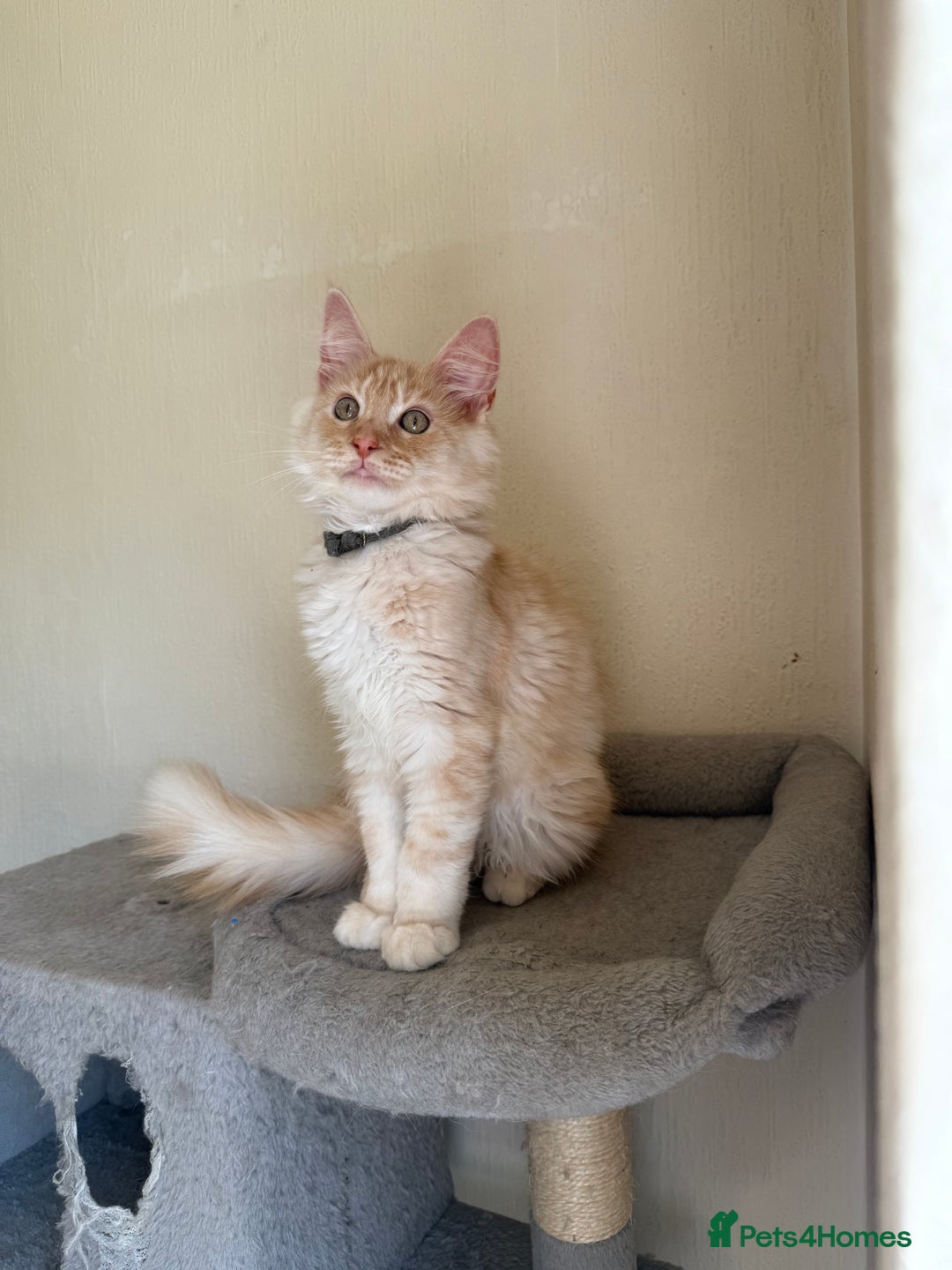 Maine Coon cats for sale: Stunning Maine coon kittens - Image 9