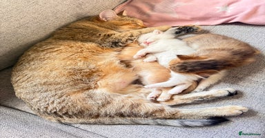 British Shorthair cats ✨🐾 Soft & Adorable Golden White Blue Kittens 🐾✨ - Advert 15