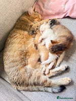 British Shorthair cats ✨🐾 Soft & Adorable Golden White Blue Kittens 🐾✨ - Advert 15