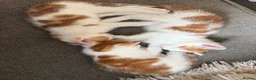 Mixed Breed cats for sale: X2 male ginger & white kittens  - Advert 8