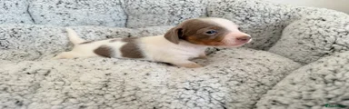 Miniature Dachshund 7