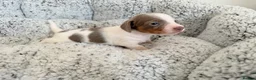 Miniature Dachshund dogs for sale: KC short haired and long haired puppies  - Advert 3
