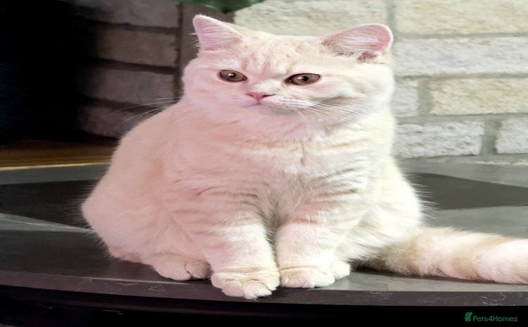 Scottish Fold cats - Advert 12