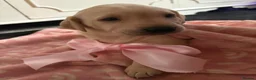 Labrador Retriever dogs for sale: Gorgeous Labrador puppies - Advert 7