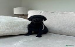 Mixed Breed dogs for sale: 🐾 🧸 *Ready Saturday* Beautiful Doodles 💕🐾 - Image 18