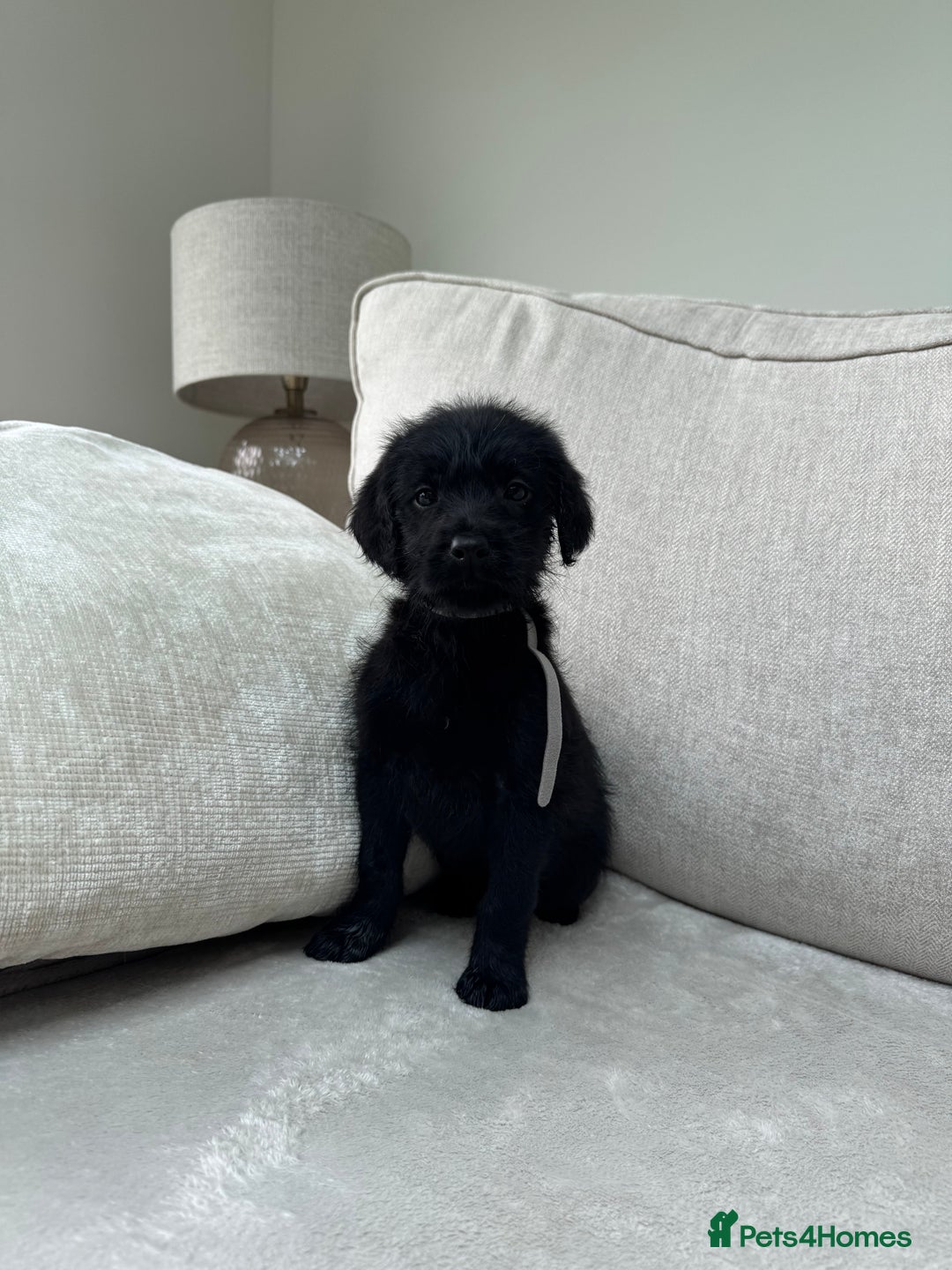 Mixed Breed dogs for sale: 🐾 🧸 *Ready Saturday* Beautiful Doodles 💕🐾 - Image 18
