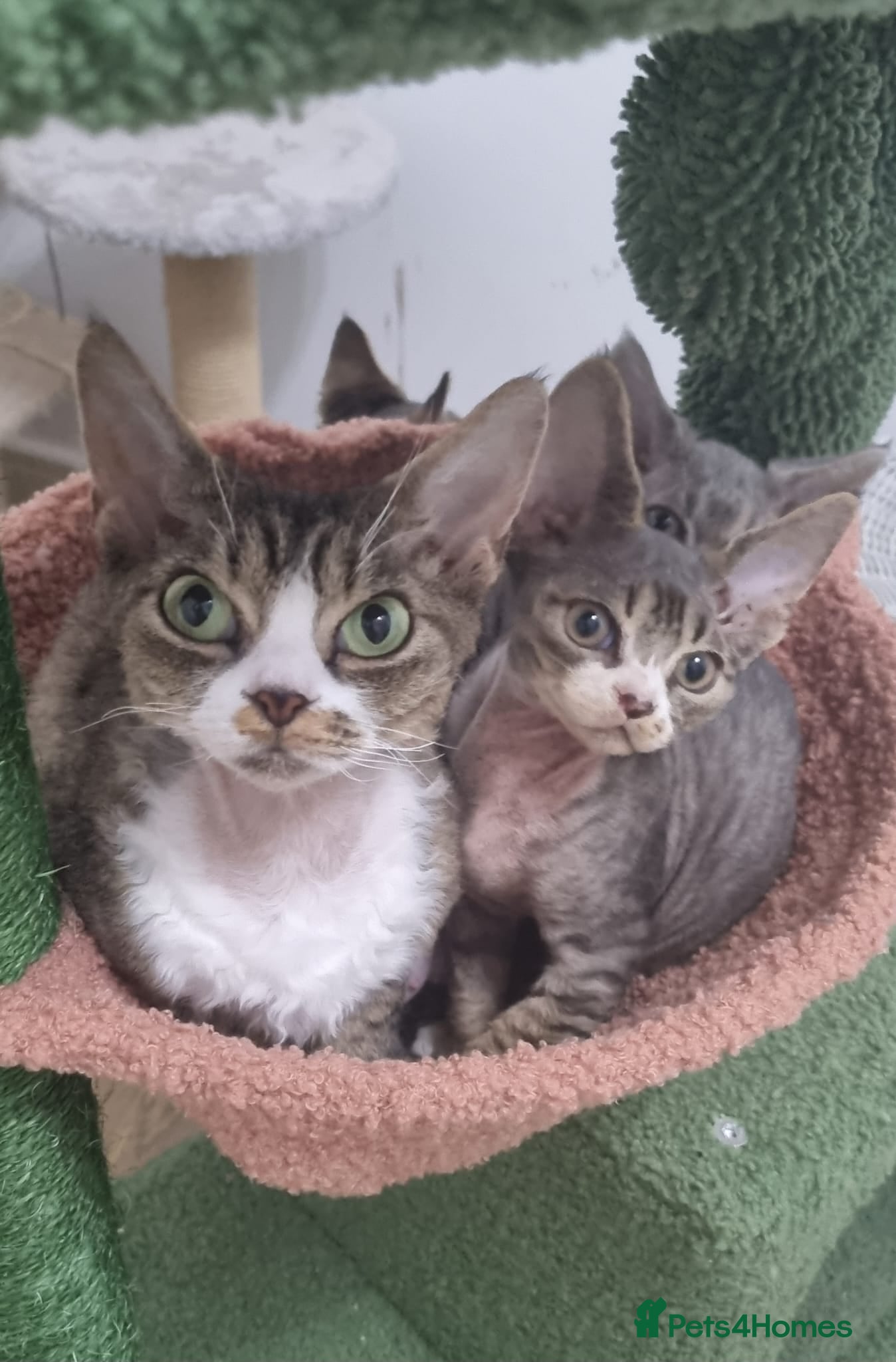 Devon Rex cats ❤️🐱Adorable Devon Rex boy ❤️🐱 - Advert 1