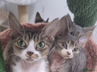 Devon Rex cats ❤️🐱Adorable Devon Rex boy ❤️🐱 - Advert 1