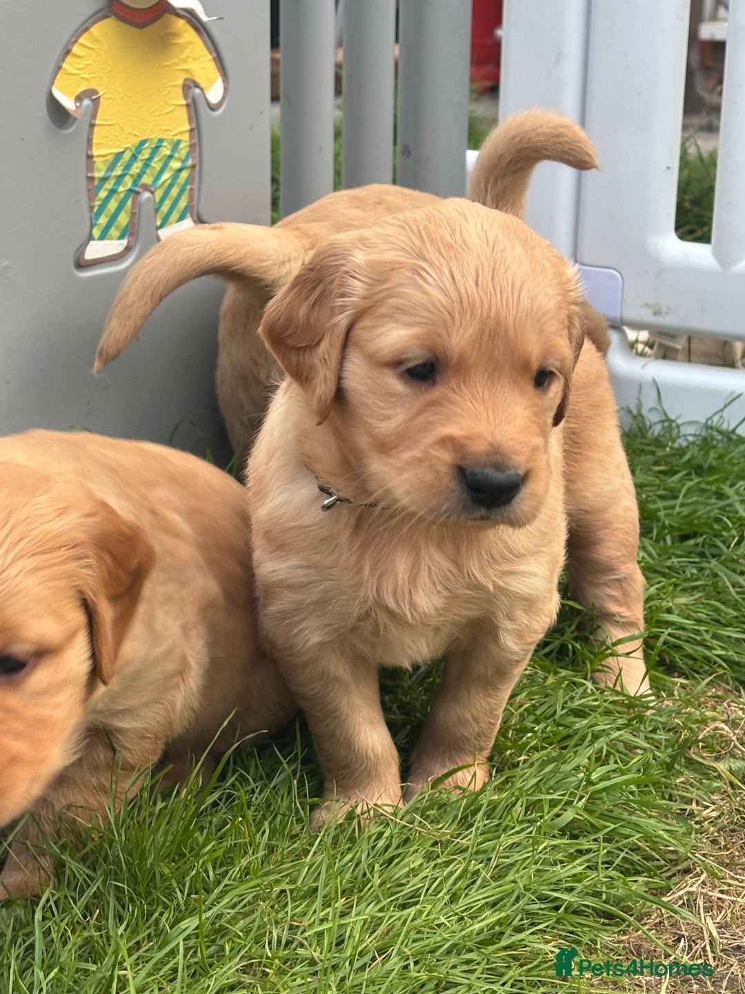 Golden Retriever dogs for sale: KC Registered Golden Retriever Puppies  - Image 2