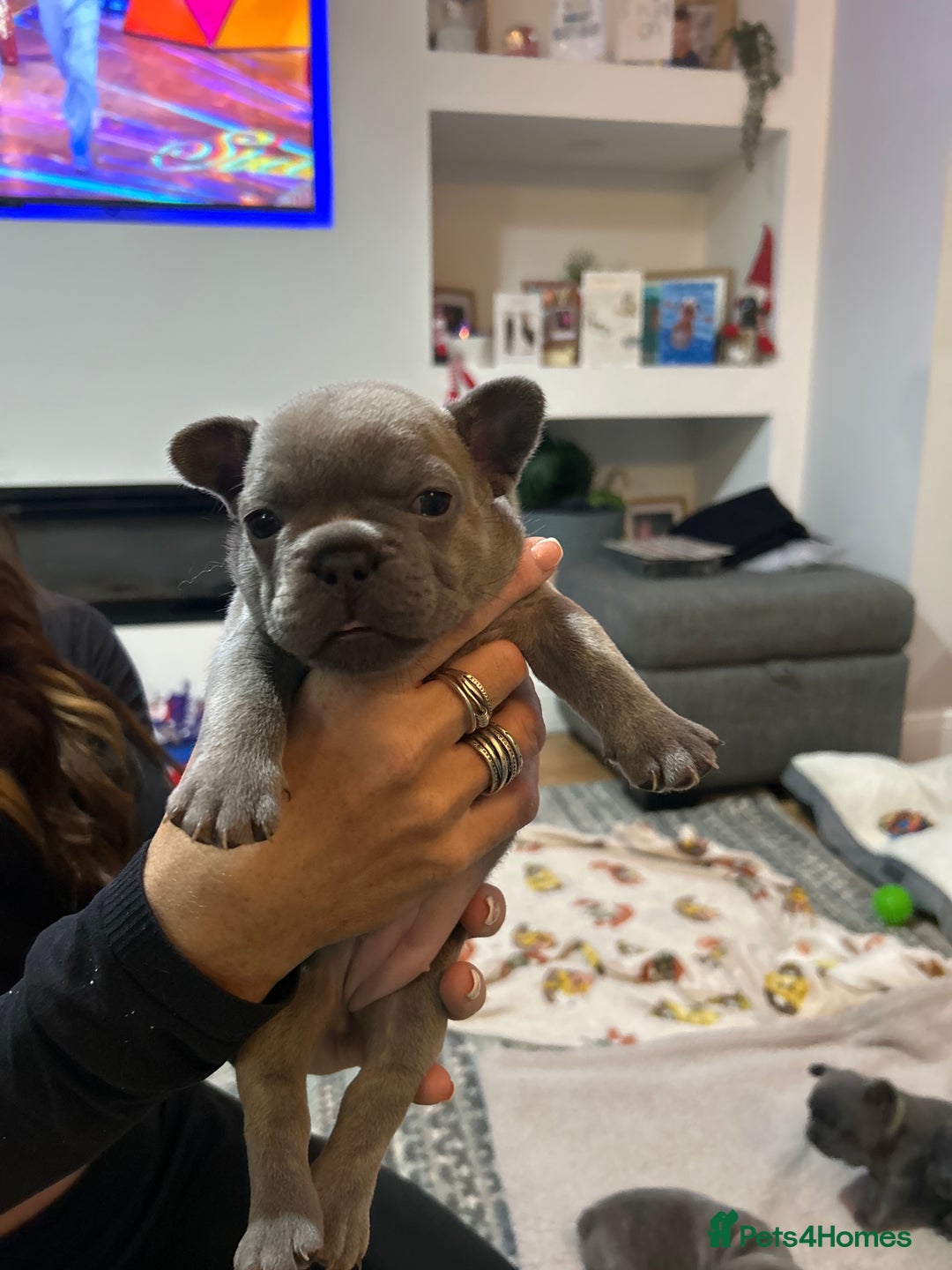French Bulldog dogs for sale: Top quality French bulldog pups - Advert 21