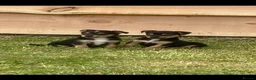 Jack Russell dogs for sale: Miniture Jack russell - Advert 6