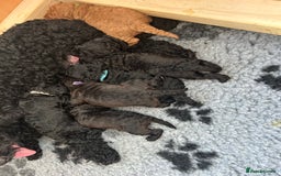 Cockapoo dogs for sale: F1b Cockapoo  - Image 11