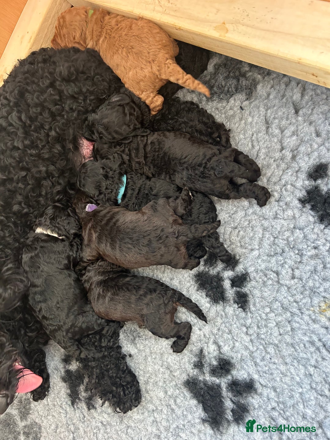 Cockapoo dogs for sale: F1b Cockapoo  - Image 11
