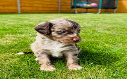Cockapoo dogs for sale: Chocolate Merle Cockapoo Babies 🐾🐾🐾 - Image 8