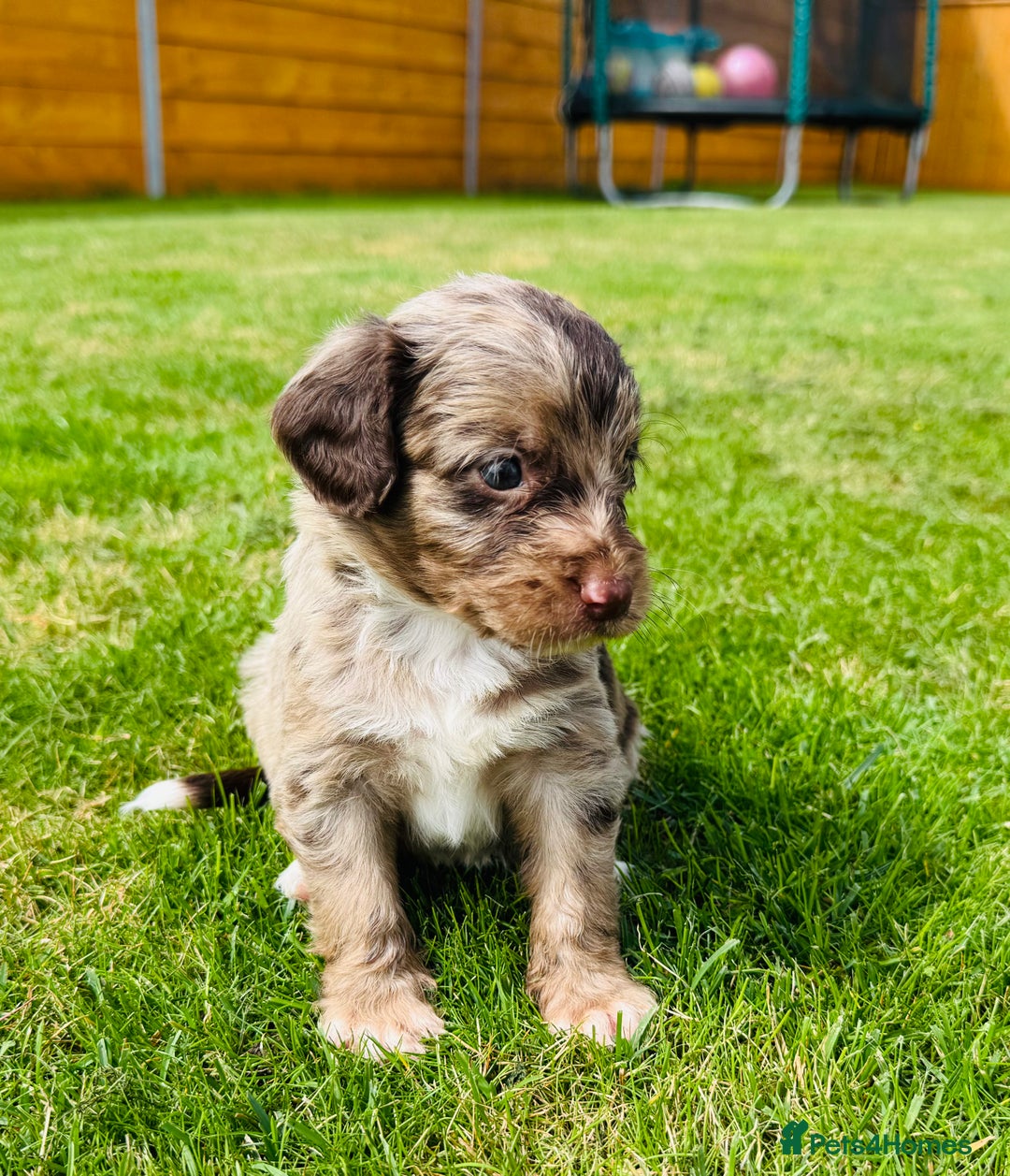 Cockapoo dogs for sale: Chocolate Merle Cockapoo Babies 🐾🐾🐾 - Image 8
