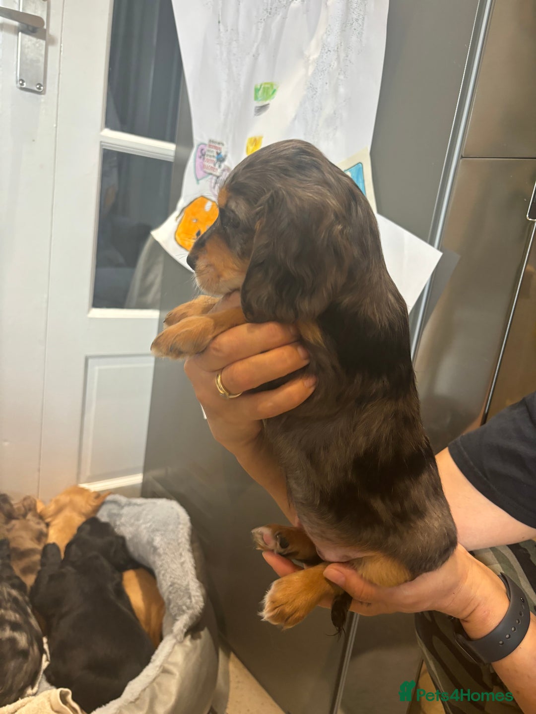 Cocker Spaniel dogs for sale: Cute show type very rare colours dna health tested - Image 15