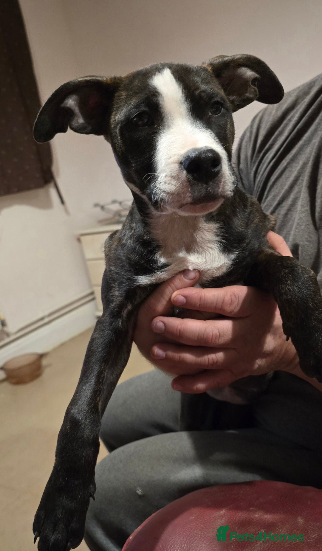 Mixed Breed dogs for sale: Bullmastiff x staff puppies - Advert 2