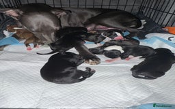 Mixed Breed dogs for sale: Beautiful whippet cross labrador(collie) puppies  - Image 2
