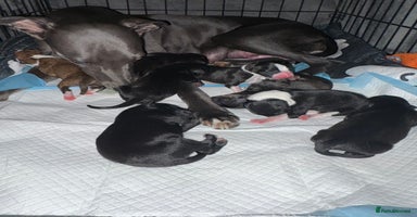 Mixed Breed dogs - Advert 9