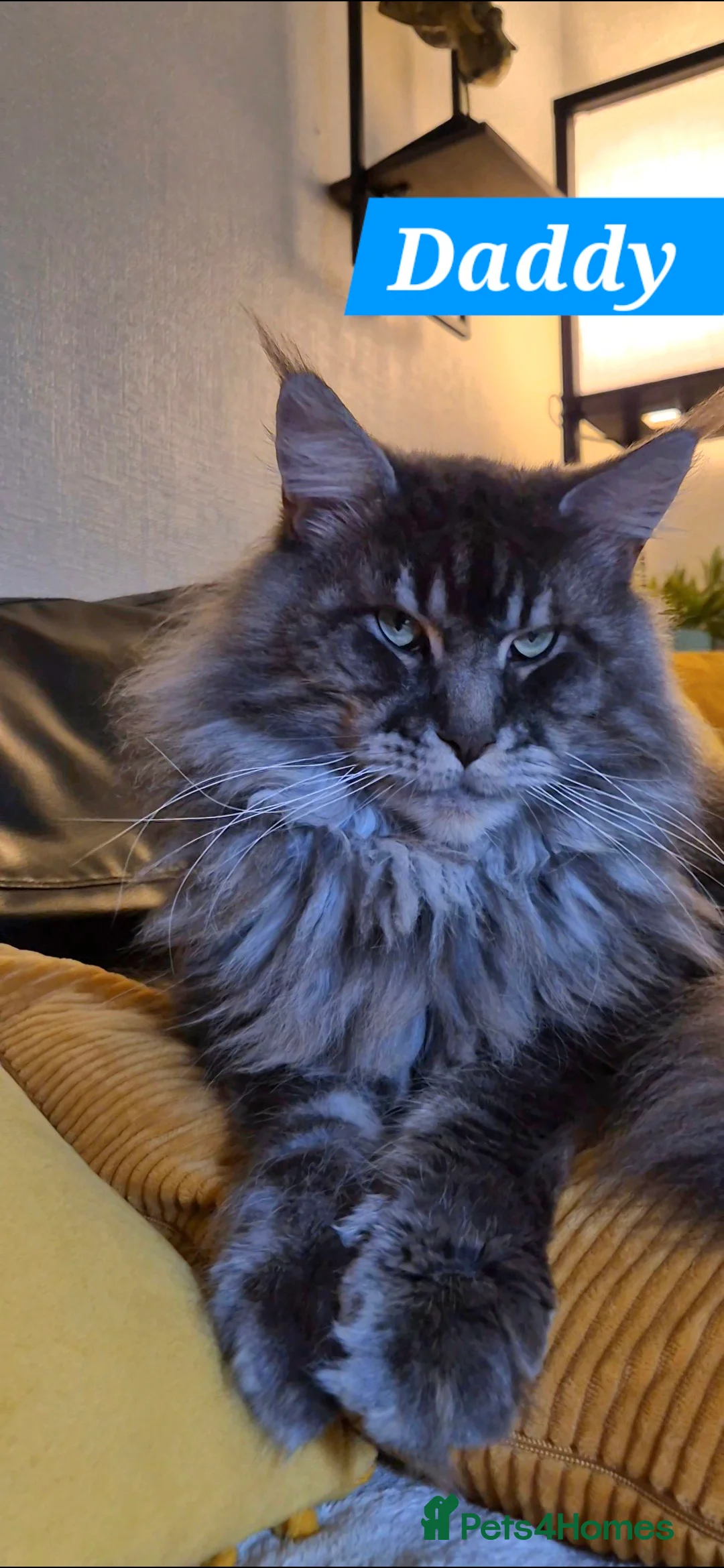 Maine Coon cats for sale: Beautiful Maine Coon boys . - Advert 3