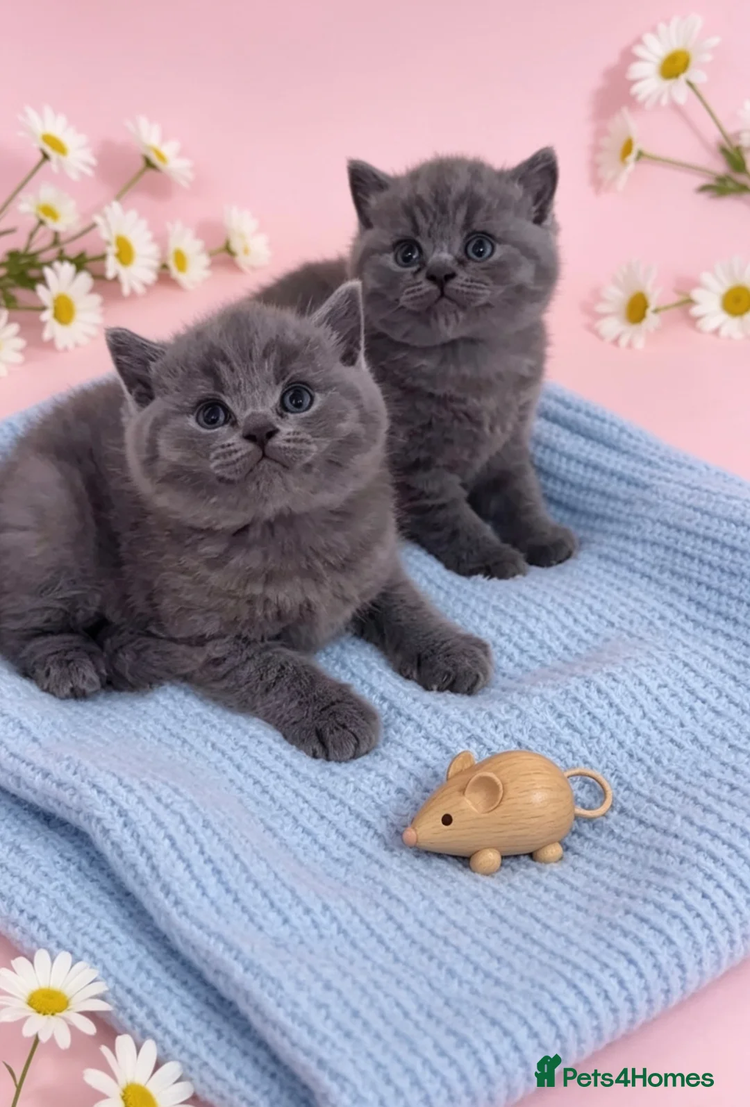 British Shorthair cats for sale: British Blue Short Hair Kittens  - Advert 2