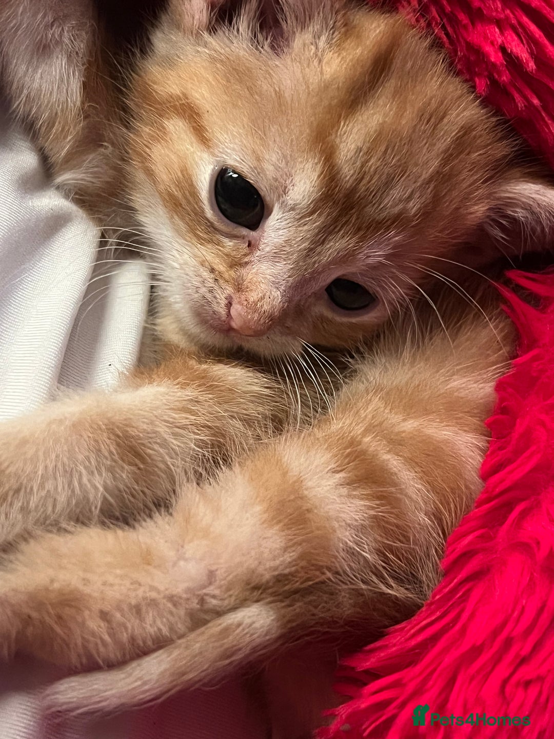 Mixed Breed cats for sale: Energetic ginger kittens and one grey tabby  - Advert 14
