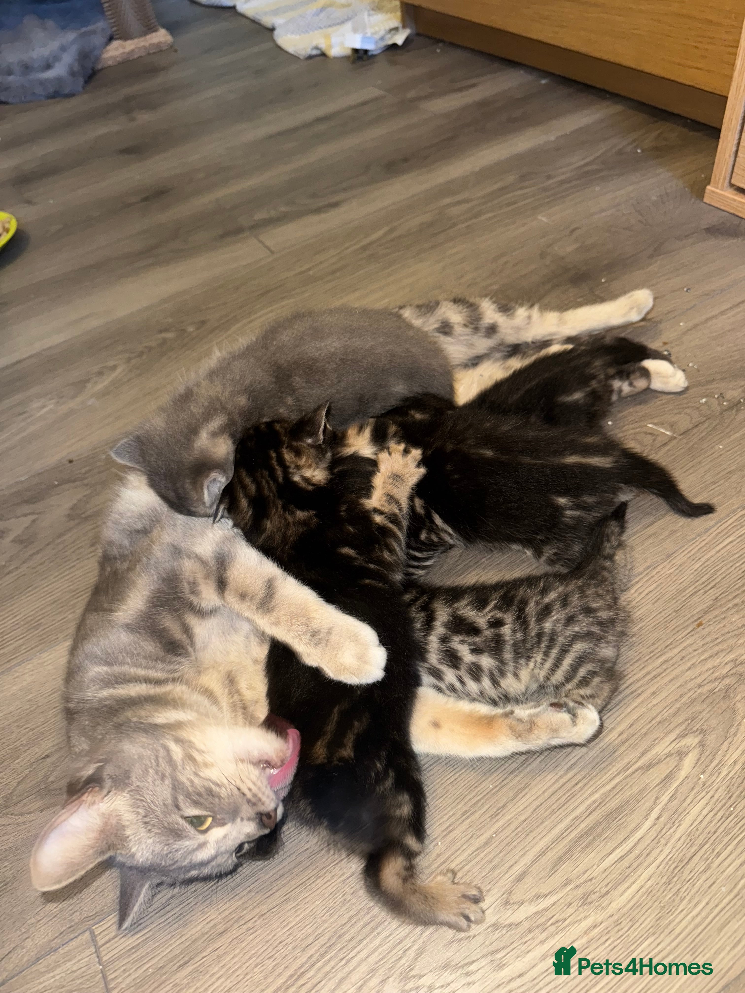 Bengal cats 3/4 bengal 1/4BSH - Advert 1