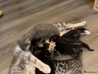 Bengal cats 3/4 bengal 1/4BSH - Advert 7