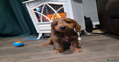 Cockapoo dogs * 4 left* Adorable cockapoo pups ready to go 🐶 - Advert 3