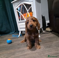 Cockapoo dogs * 4 left* Adorable cockapoo pups ready to go 🐶 - Advert 11